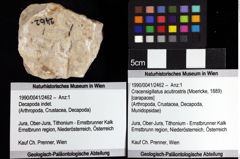 Foto (Objket + Etiketten) von Cracensigillatus acutirostris (Moericke, 1889) 